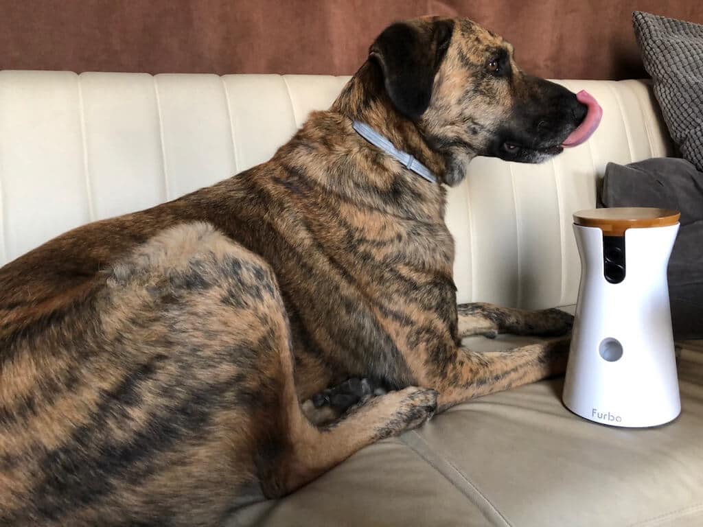 Ein Hund liegt auf einem Sofa und schleckt sich die Schnauze, vor ihm steht eine Hundekamera Furbo