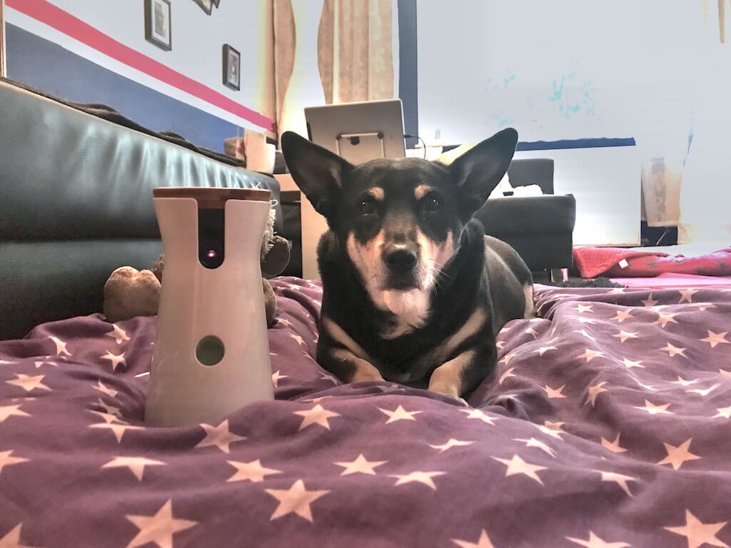 Testhündin Milla mit der Hundekamera "Furbo"