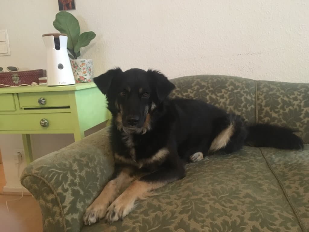 Testhündin Sirka mit der Hundekamera "Furbo"