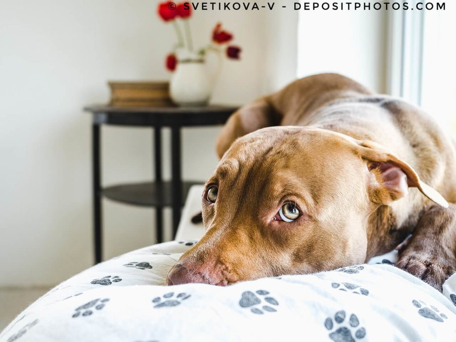 Kaufratgeber: Das beste Hundekissen