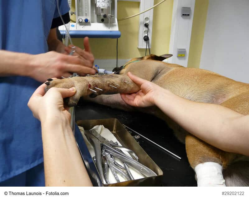 Ein Hund auf einem Operationstisch mit einer Fraktur im Vorderbein