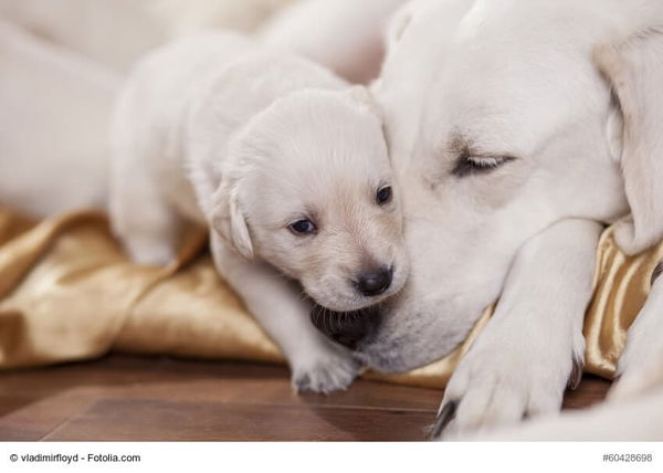 Alles was du über die Läufigkeit bei Hunden wissen musst