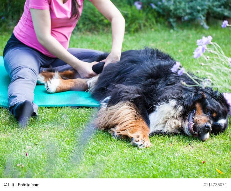 Hundephysiotherapie - Dunkler Hund mit langem Fell liegt auf einer Isomatte und wird massiert
