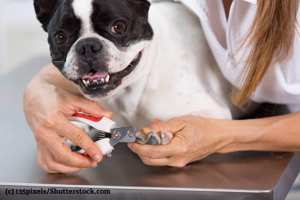 Einem Hund werden die Krallen geschnitten