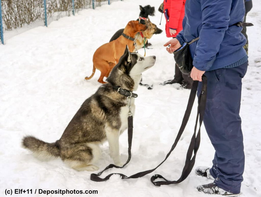 Welcher Hund passt zu mir? – Eine Einführung in die verschiedenen Hundetypen