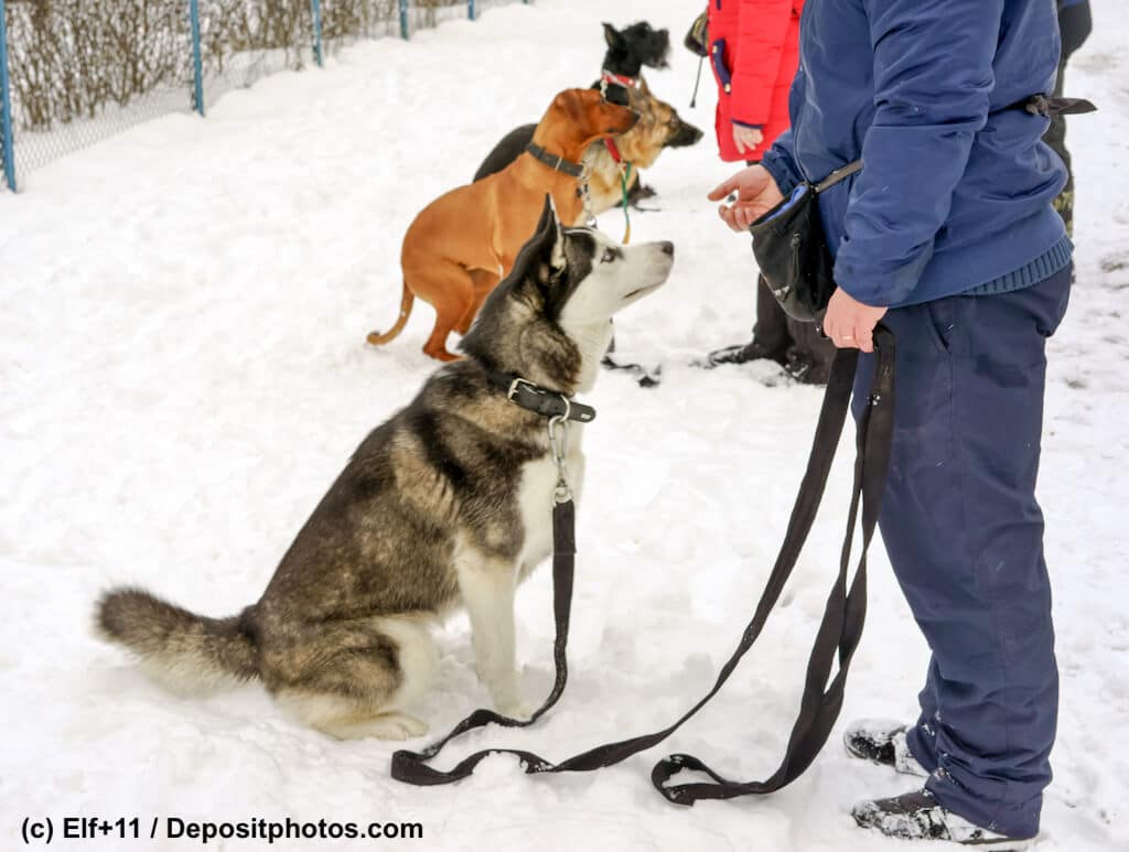 Hunde sitzen in einer Reihe im Schnee vor ihren Herrchen und Frauchen
