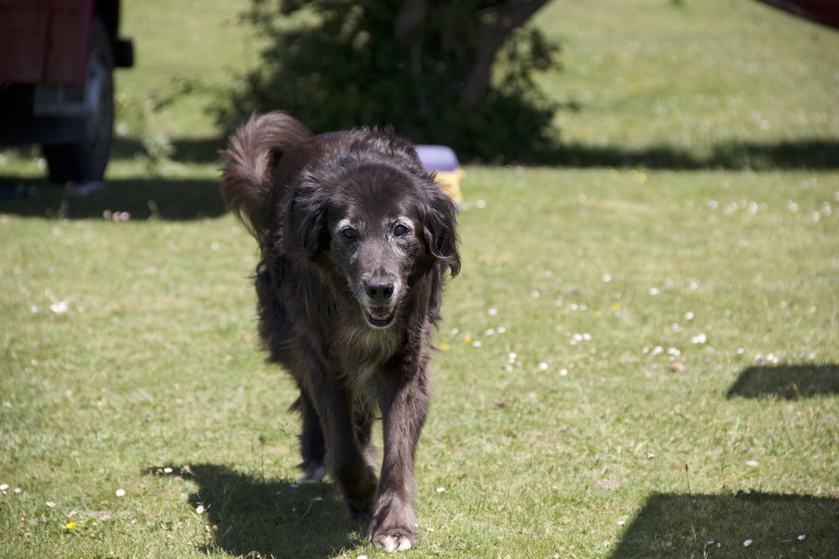 Älterer schwarzer Hund mit graußer Schnauze läuft auf einer grünen Wiese auf den Fotografen zu. Beschriftung lautet: Ältere Hunde können von den Wirkungen des CBD-Öl profitieren.