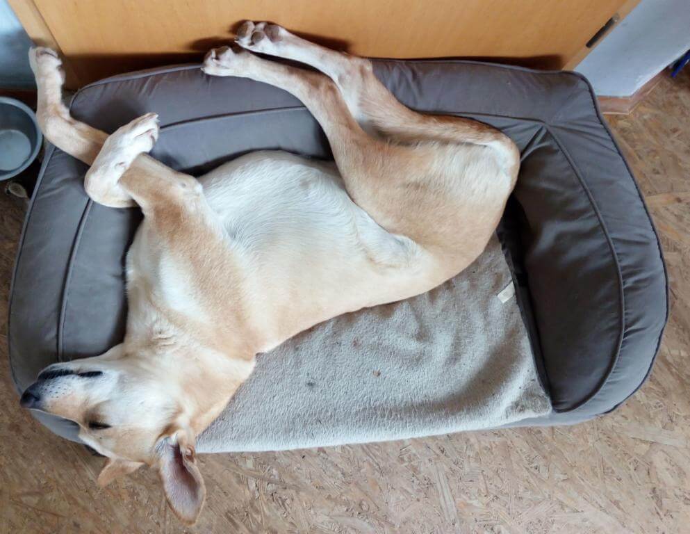 Eigentlich ist das orthopädische Hundesofa für unseren testhund zu klein