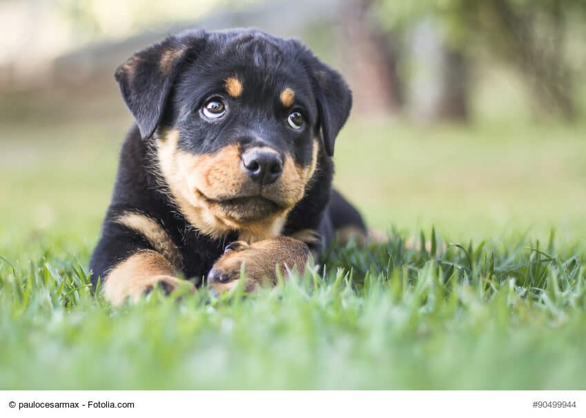 Kleiner Rottweiler Welpe liegt auf einer Wiese