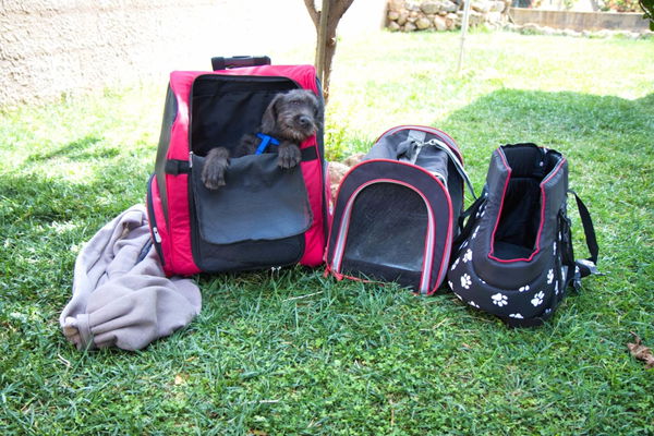Kaufratgeber: Die beste Hundetasche für jeden Hund