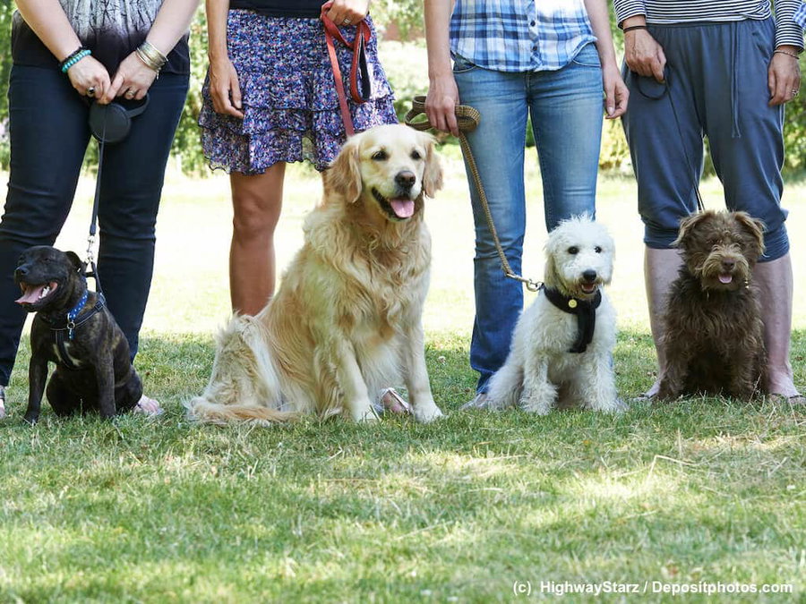 Berufe mit Tieren: Was ist ein Hundetrainer?