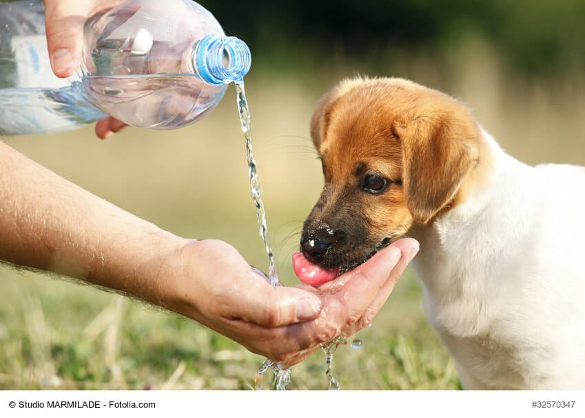 Hunde Welpe trinkt Wasser aus der Hand seines Frauchens während eines Spaziergangs