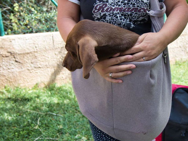 Hundetragetasche „Los Angeles“ von HUNTER im Test