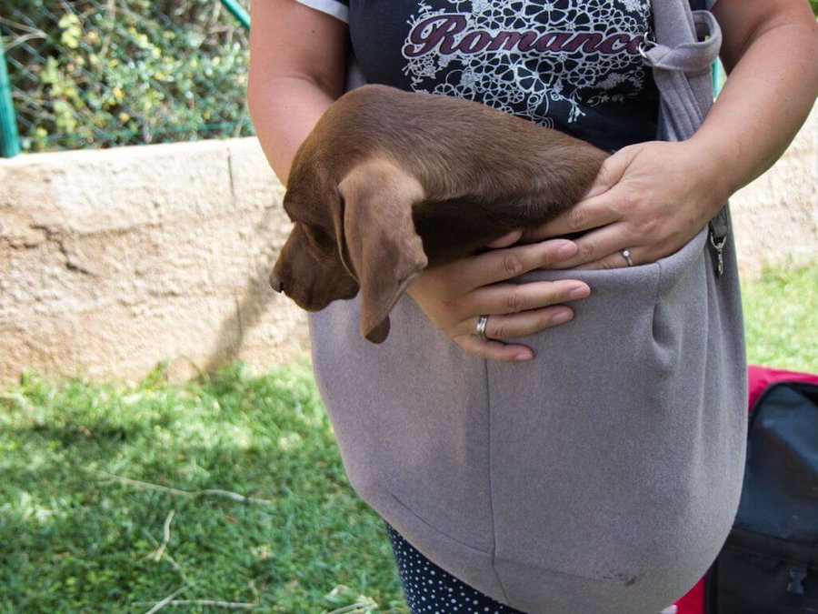 Hundetragetasche „Los Angeles“ von HUNTER im Test