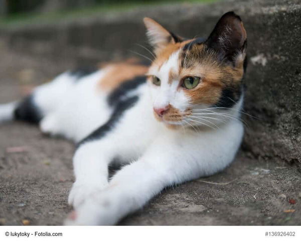 Kaufratgeber: Die beste Kühlmatte für Katzen – Abkühlung für deine Mieze
