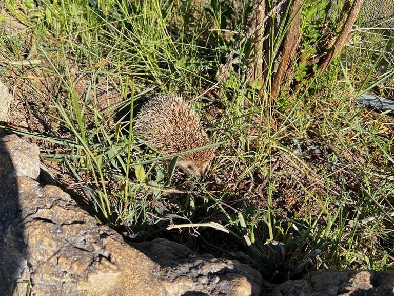 Ein Igel in einem Garten. Beschriftung lautet: Wildtiere wie Igel freuen sich über einen tierfreundlich eingerichteten Garten.