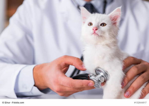 Infektionskrankheiten der Katze
