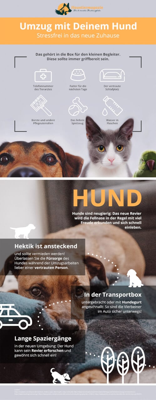 Infografik zum Umzug/Einzug mit deinem Hund