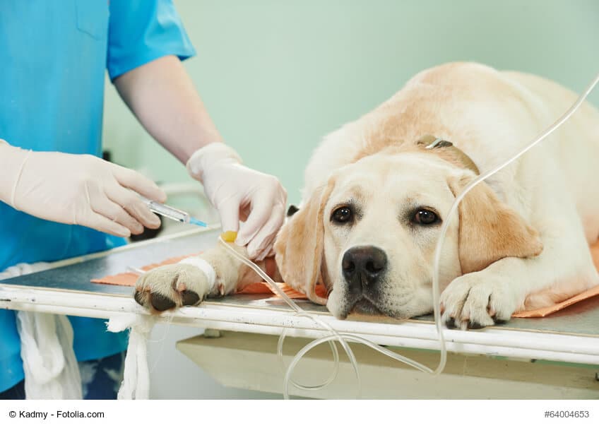 Heller Labrador bekommt Infusionen vom Tierarzt