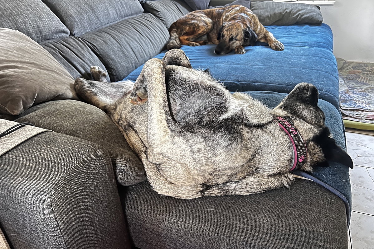 Zwei Hunde liegen auf einem Sofa, im Vordergrund ein grauer Hund auf dem Rücken. Beschriftung lautet: Dank konditionierter Entspannung mit einem YouTube-Video tiefenentspannt: Redaktionshund Inge.