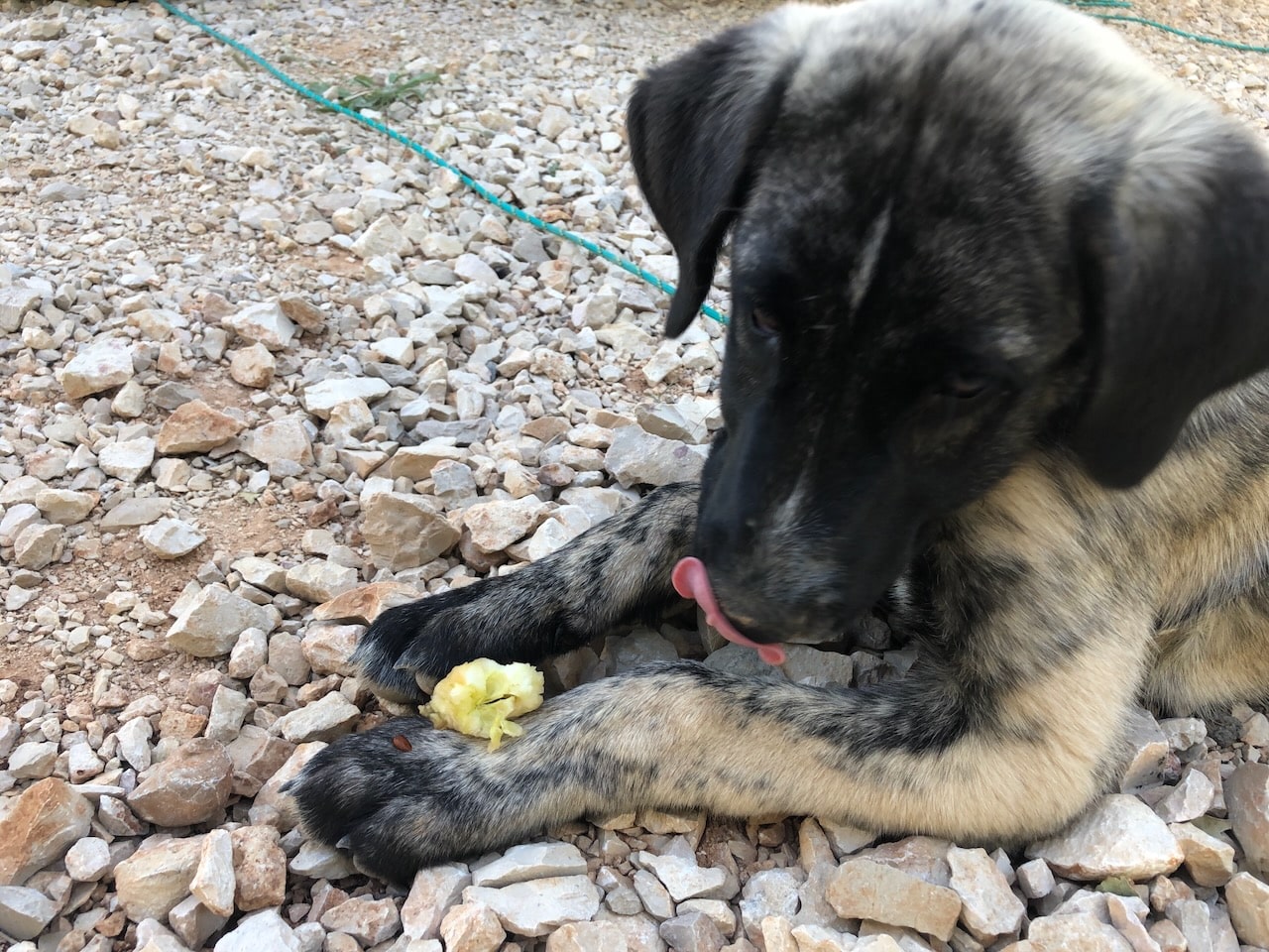 A cute dog enjoying a slice of apple, showing that can dogs eat apples as a healthy treat option.