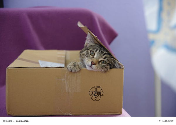 Stiftung Warentest: Das ist das beste Nassfutter für wählerische Katzen bei Edeka