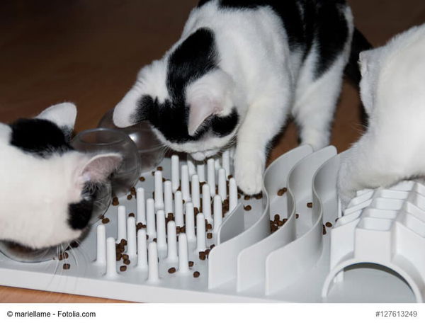 Futter-Intelligenzbox für Katzen selber bauen