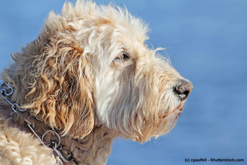 Portrait Irish Soft Coated Wheaten Terrier vor Meer