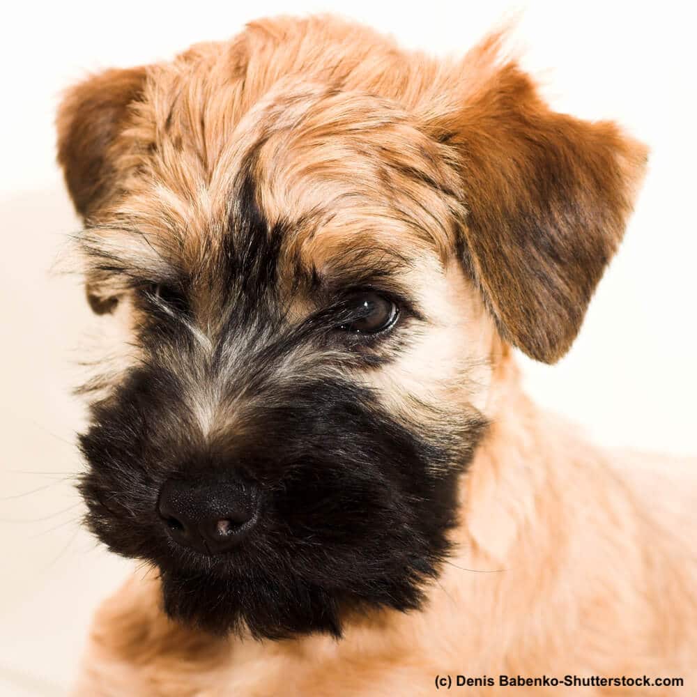 Portrait eines Irish Soft Coated Wheaten Terrier Welpen