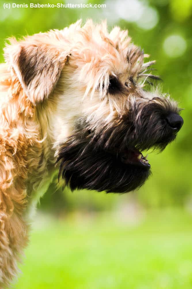 Portrait seitlich Irish Soft Coated Wheaten Terrier