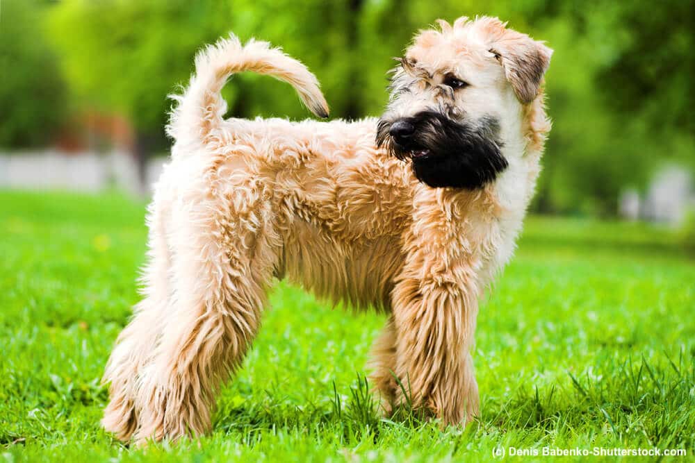 Irish Soft Coated Wheaten Terrier Steckbrief