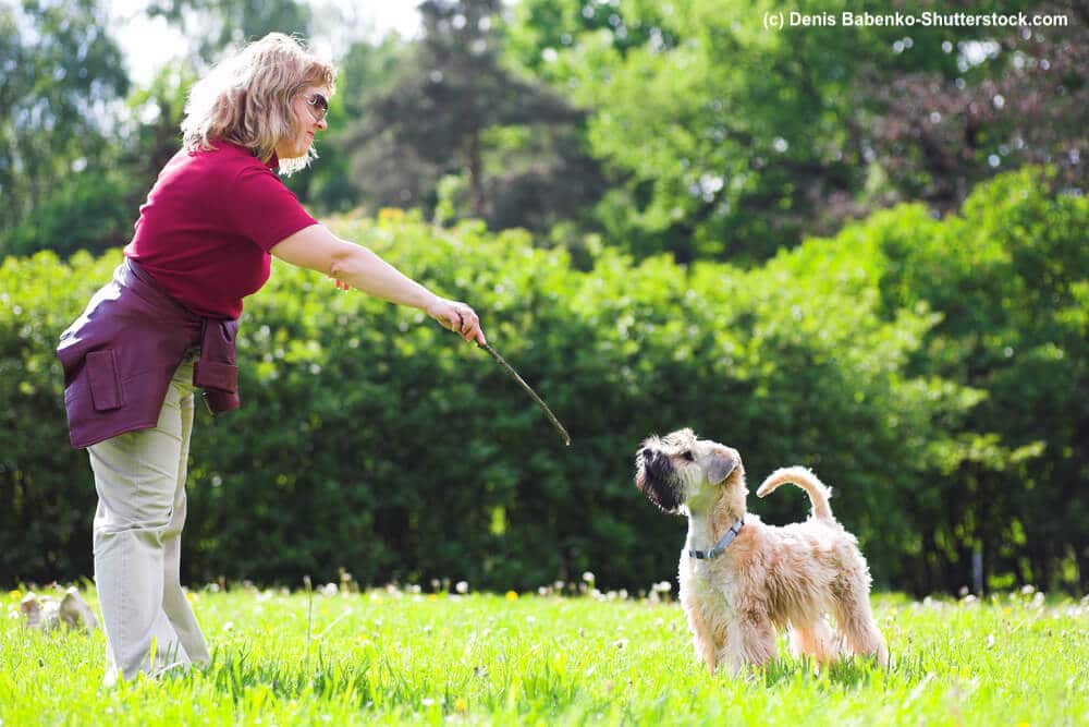 Irish Soft Coated Wheaten Terrier im Training