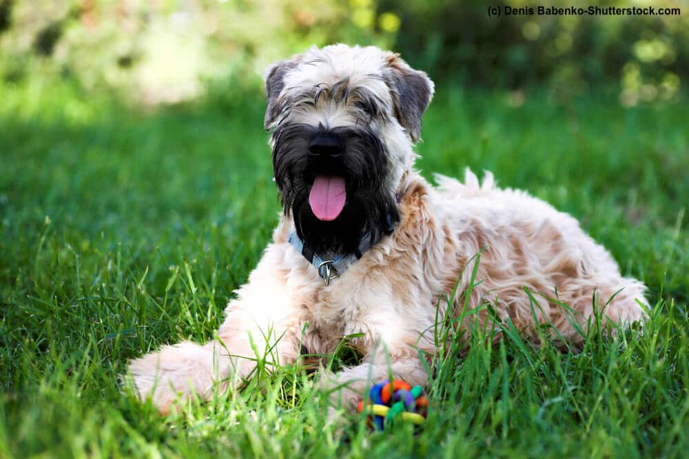Irish Soft Coated Wheaten Terrier mit dunkler Schnauze