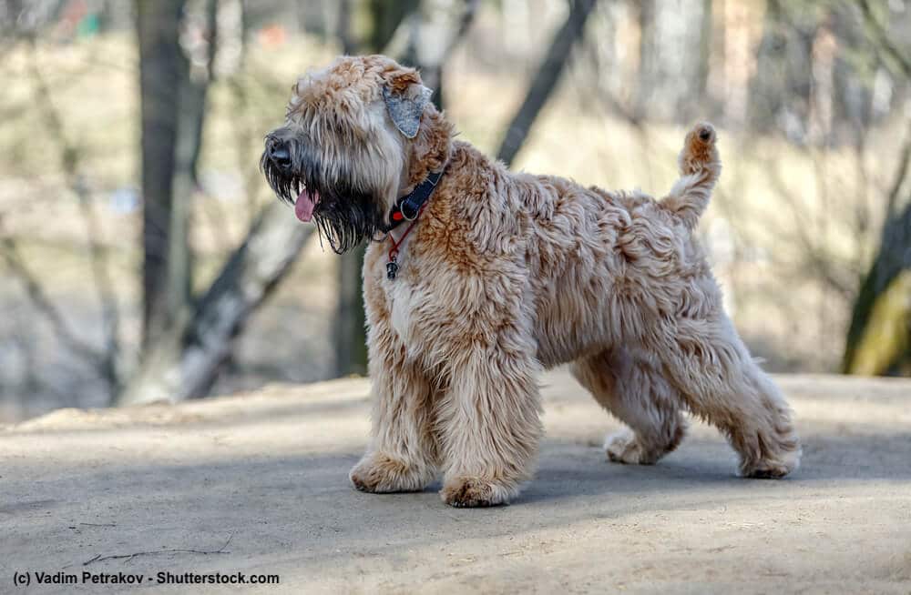 Stehender Irish Soft Coated Wheaten Terrier mit erwartungsvollem Blick