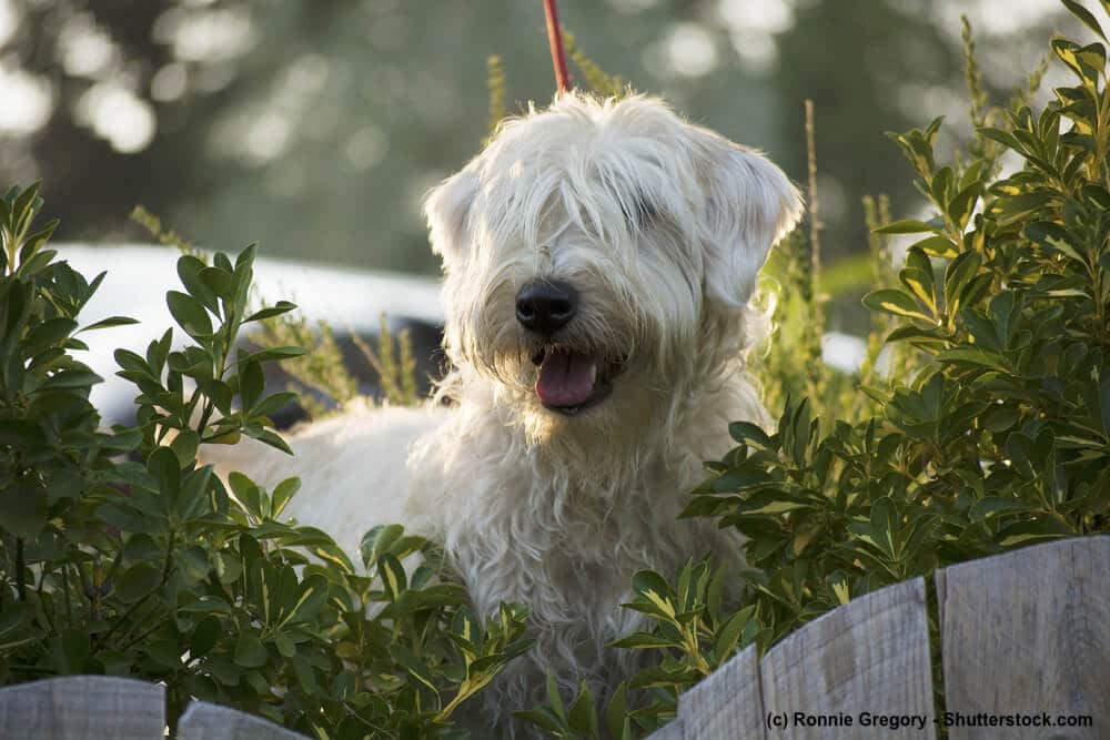 Irish Soft Coated Wheaten Terrier abenteuerlustig