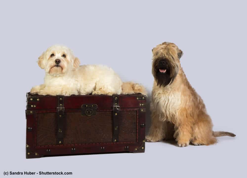 Irish Soft Coated Wheaten Terrier mit andem Hund