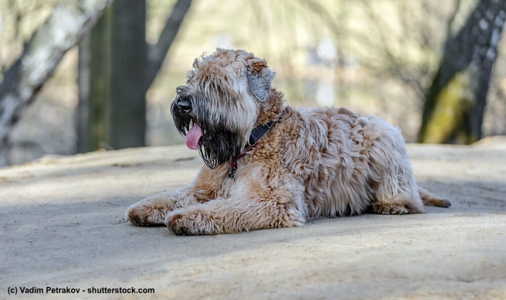 Auf einem Felsen liegender Irish Soft Coated Wheaten Terrier