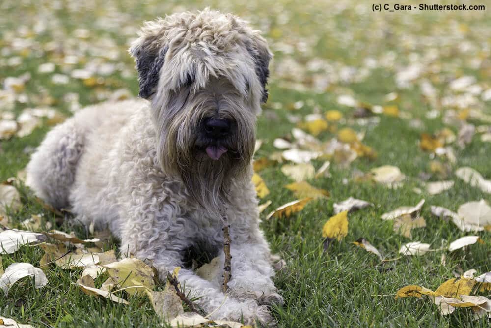 Irish Soft Coated Wheaten Terrier Senior
