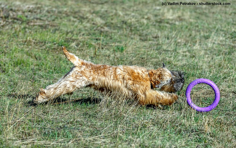 Spielender Irish Soft Coated Wheaten Terrier