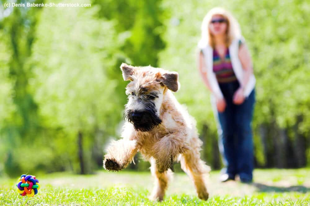 Junger Irish Soft Coated Wheaten Terrier mit Ball
