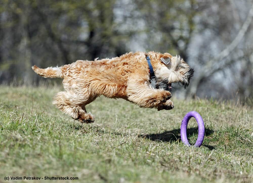 Hinter einem Ring herjagender Irish Soft Coated Wheaten Terrier