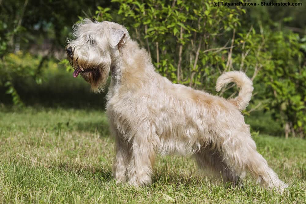 Stehender Irish Soft Coated Wheaten Terrier