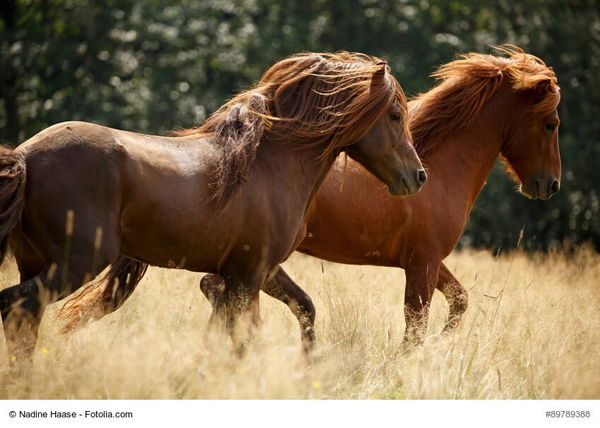Ponys und Kleinpferde: Die robusten Zwerge