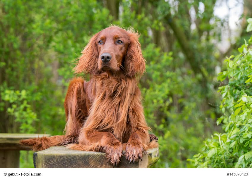 Irish Setter liegend auf einer Bank