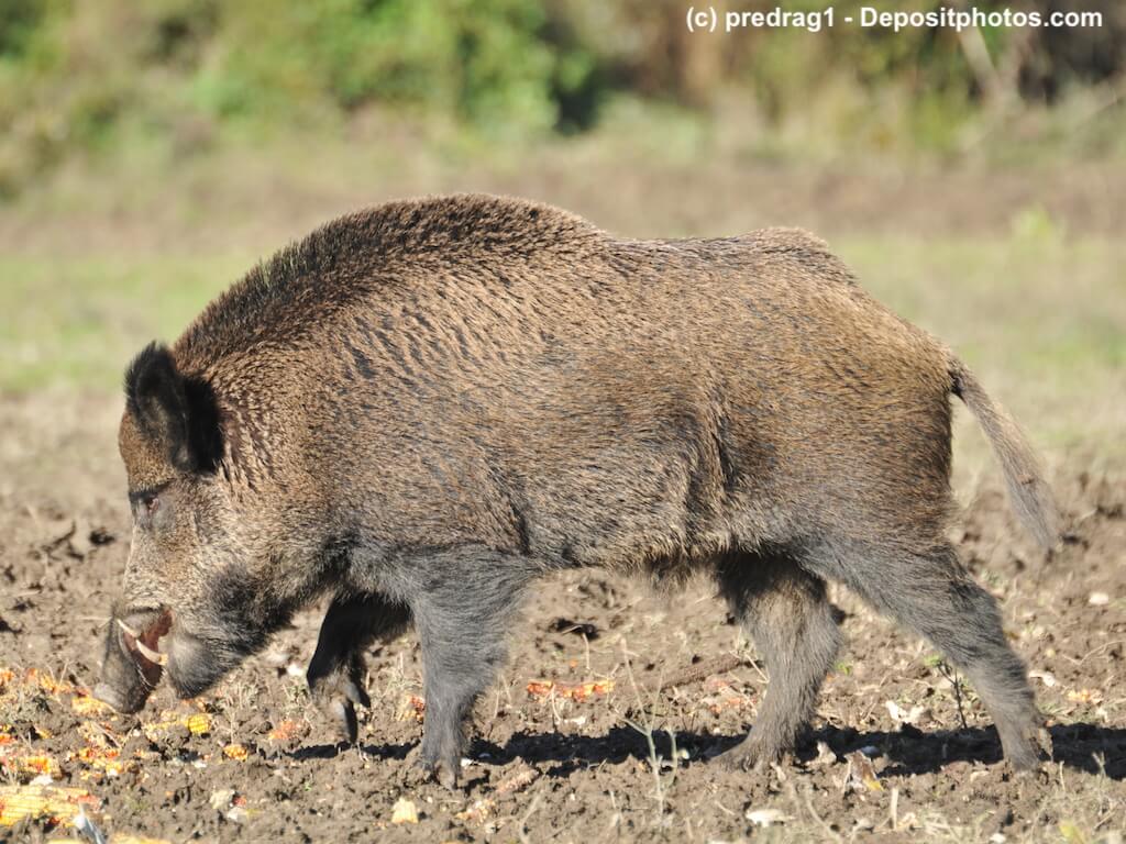 Ein Wildschwein schnüffelt am Boden von der Seite fotografiert