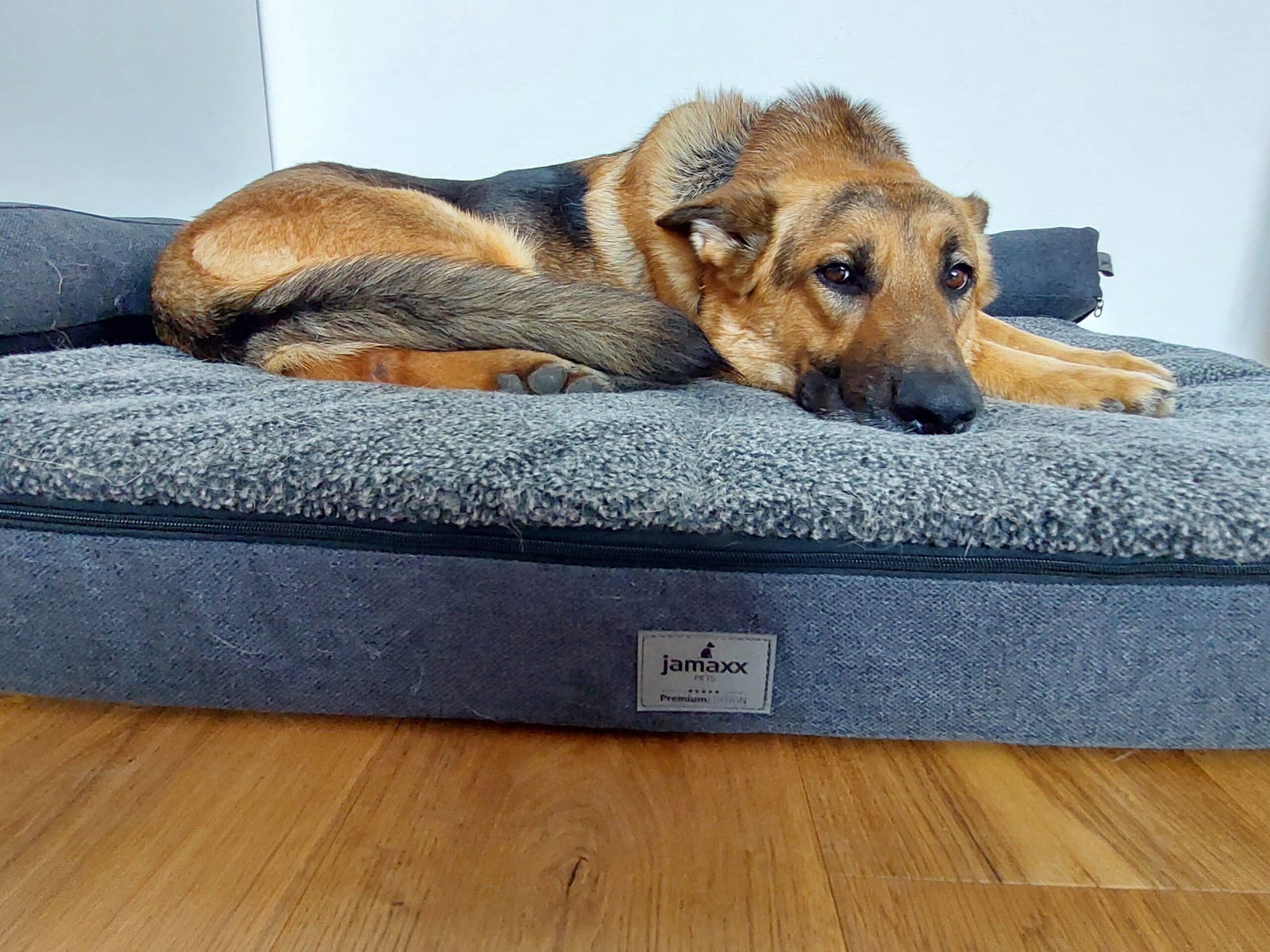 Jamaxx Hundebett Test Samu