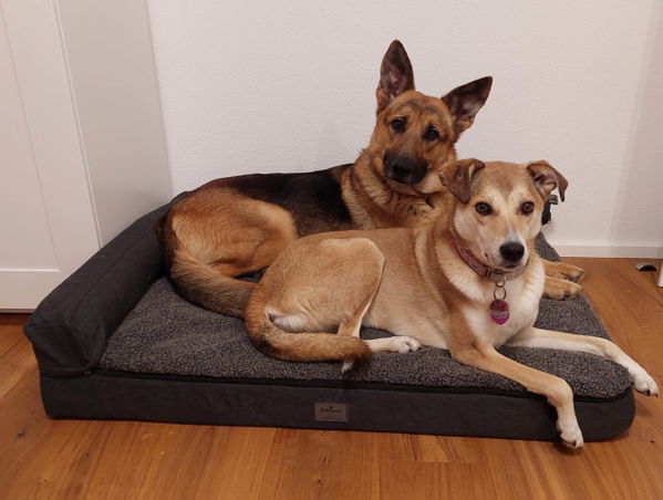 Das orthopädische Hundebett von JAMAXX im Test