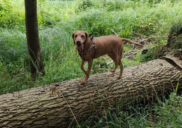 Wie kann ich meinem Hund bei Arthrose helfen