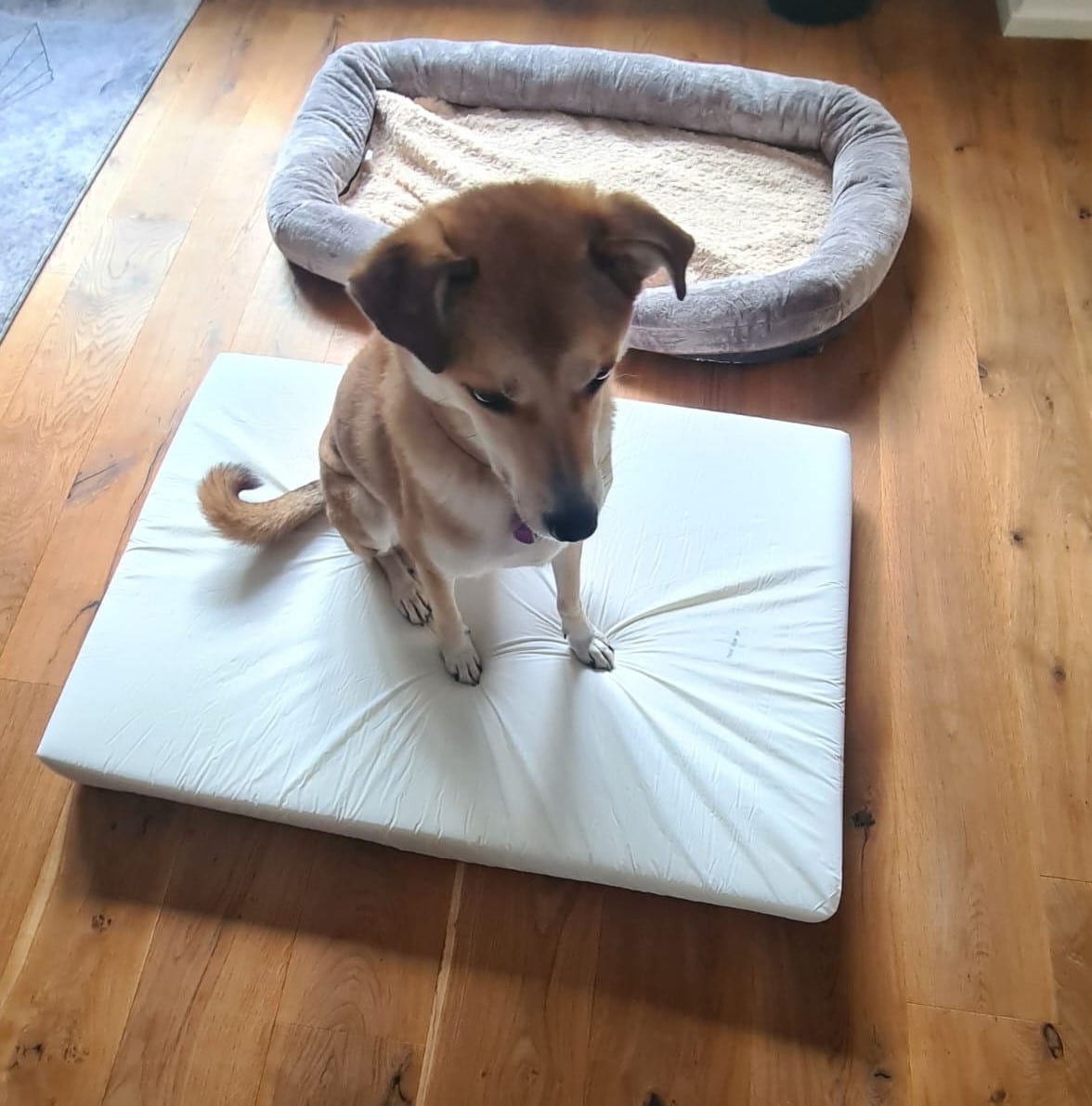 Joyelf Hundebett Test Matratze