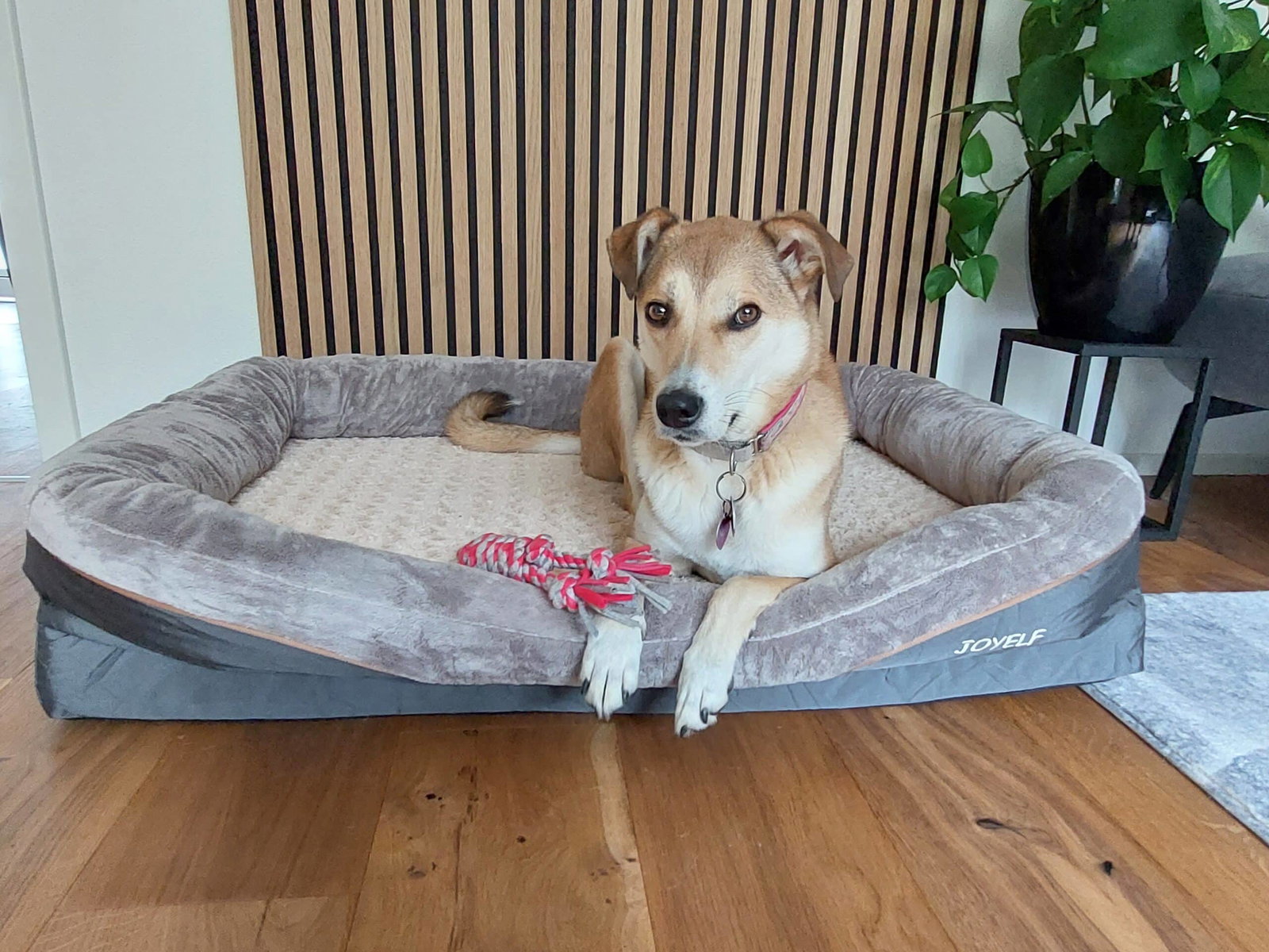 JOYELF Hundebett Test 2026 - das Haustiermagazin testet